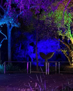 Lighting in the hall grounds courtesy of QPAC (photo by Clair Hughes)